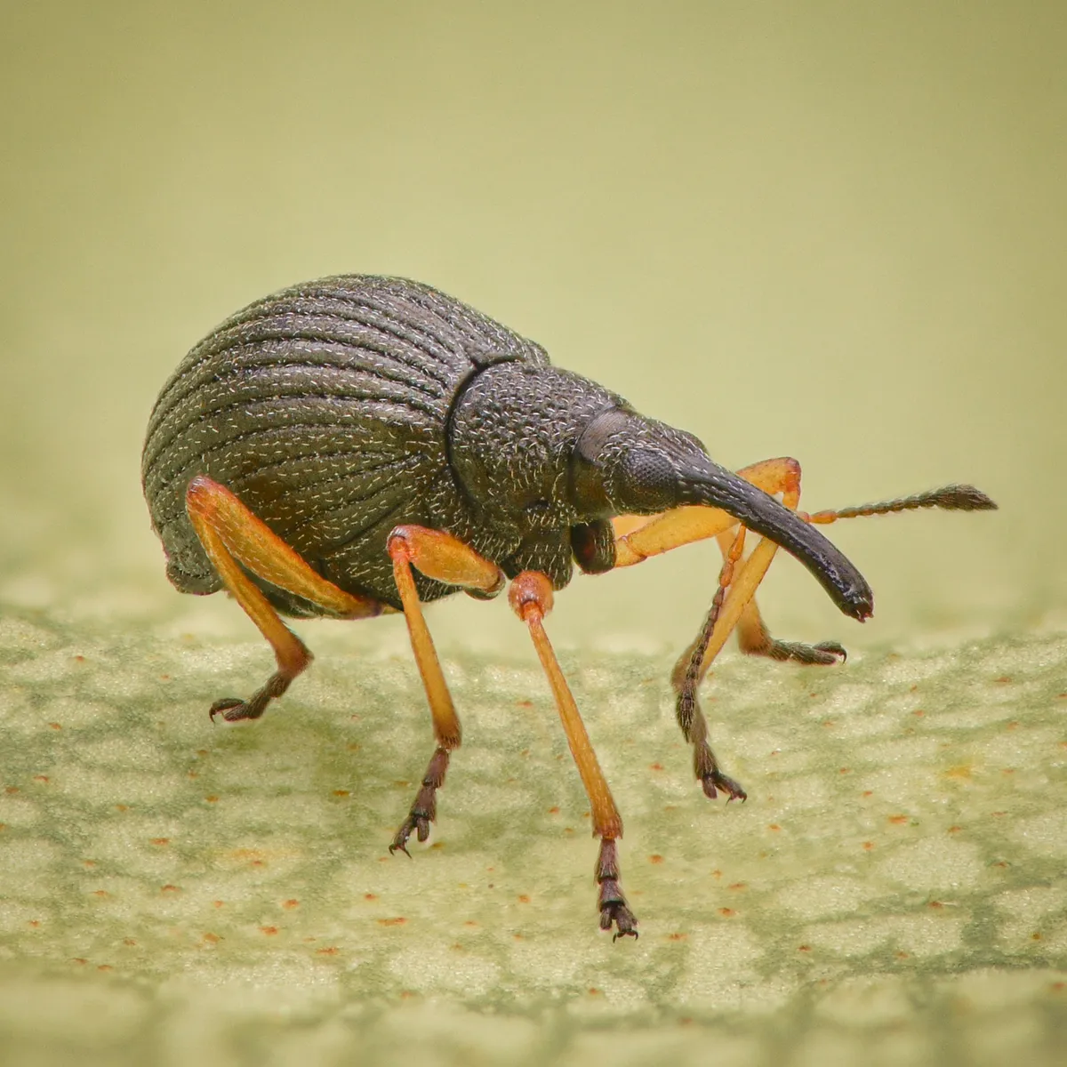 White Clover Seed Weevil - photo 3