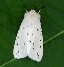 White Ermine - photo 3