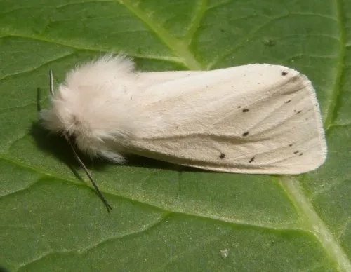 White Ermine - photo 4