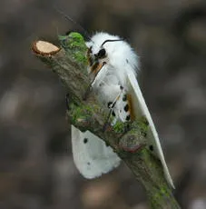 White Ermine - photo 5