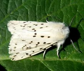 White Ermine - photo 6