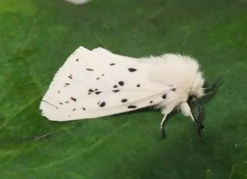 White Ermine - photo 7