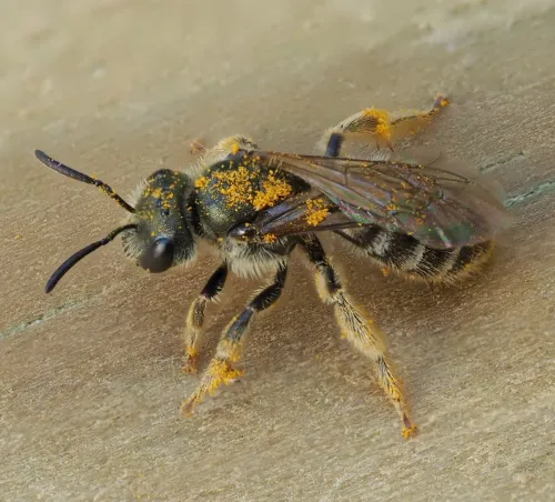 White-footed Green Furrow-bee
