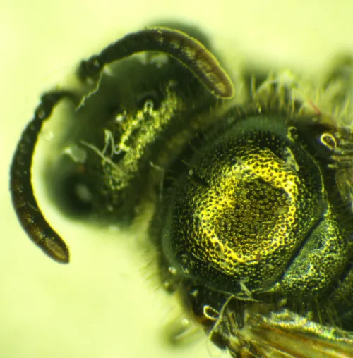 White-footed Green Furrow-bee - photo 2