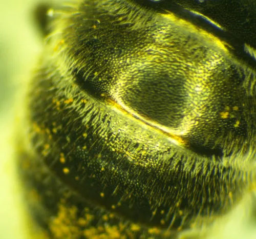 White-footed Green Furrow-bee - photo 3