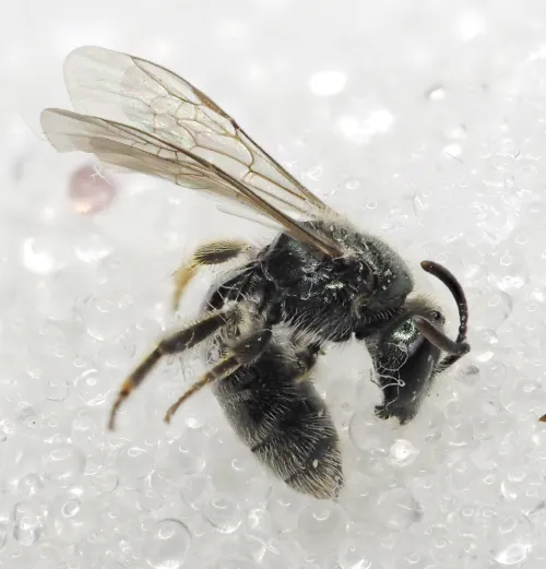 White-footed Green Furrow-bee - photo 4