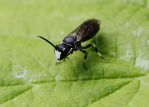 White-jawed Yellow-face Bee