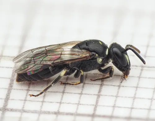 White-jawed Yellow-face Bee - photo 2