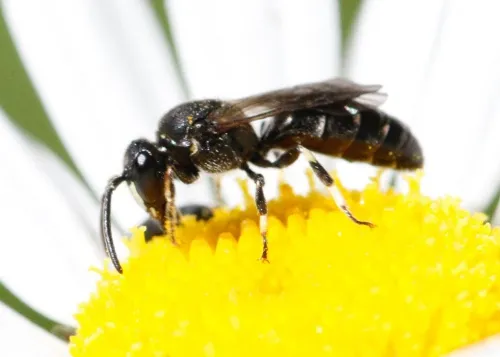 White-jawed Yellow-face Bee - photo 3
