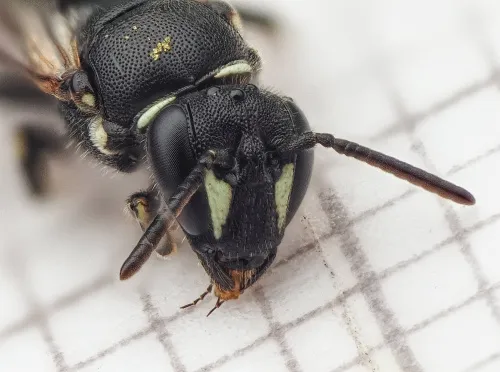 White-jawed Yellow-face Bee - photo 4