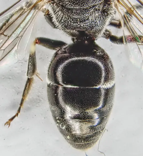 White-jawed Yellow-face Bee - photo 5