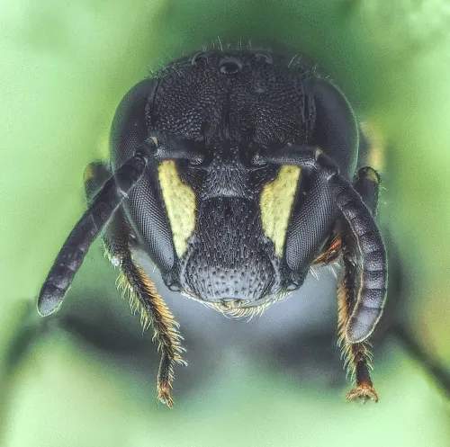 White-jawed Yellow-face Bee - photo 6