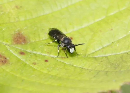 White-jawed Yellow-face Bee - photo 7