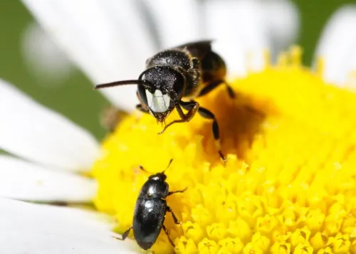 White-jawed Yellow-face Bee - photo 8