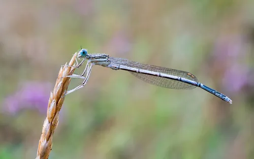 White-legged Damselfly