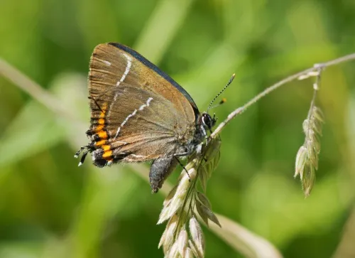 White-letter Hairstreak