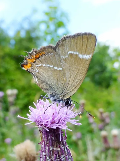 White-letter Hairstreak - photo 2