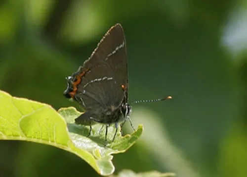 White-letter Hairstreak - photo 3