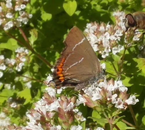 White-letter Hairstreak - photo 4