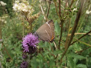 White-letter Hairstreak - photo 5
