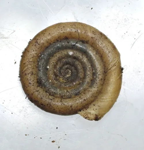 White-lipped Ramshorn - photo 3