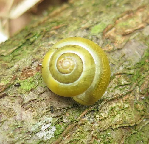 White-lipped Snail - photo 7