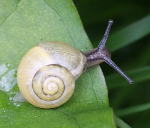 White-lipped Snail