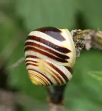 White-lipped Snail - photo 2