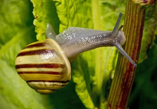 White-lipped Snail - photo 3