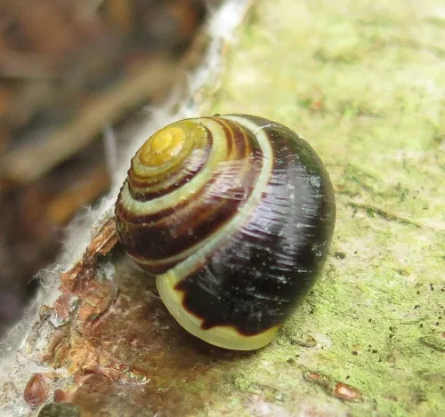 White-lipped Snail - photo 4