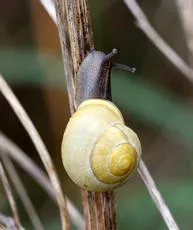 White-lipped Snail - photo 5
