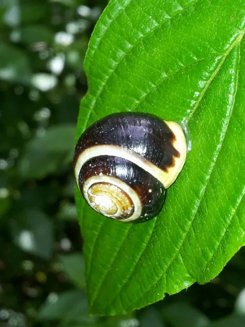 White-lipped Snail - photo 6