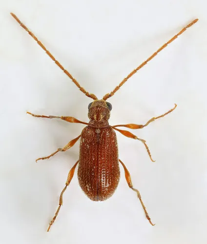 White-marked Spider Beetle