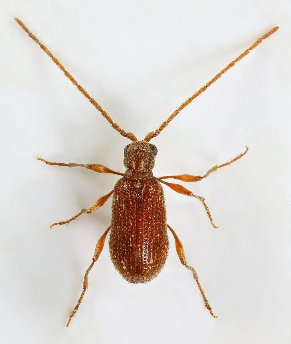 White-marked Spider Beetle - photo 3