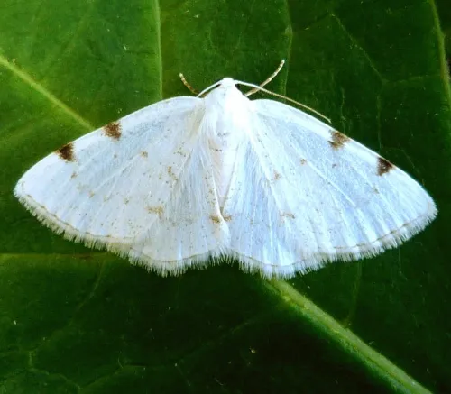 White-pinion Spotted