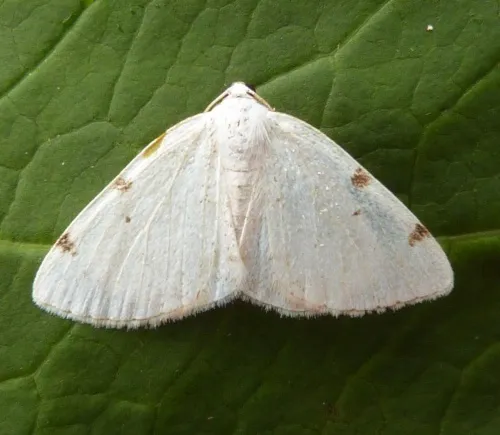 White-pinion Spotted - photo 2