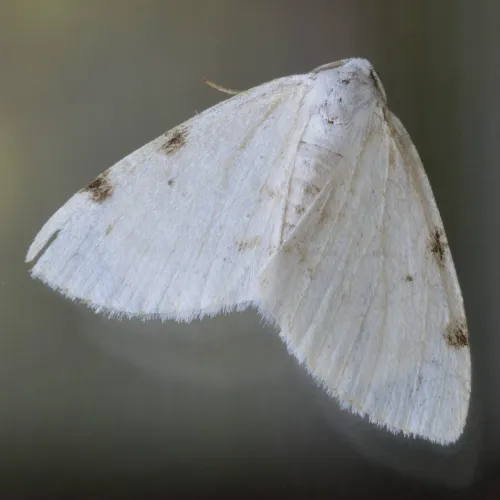 White-pinion Spotted - photo 3