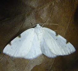 White-pinion Spotted - photo 4