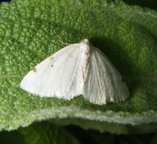 White-pinion Spotted - photo 5