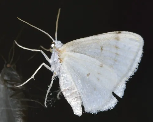 White-pinion Spotted - photo 6