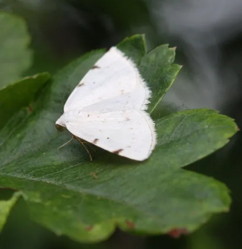 White-pinion Spotted - photo 7