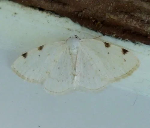 White-pinion Spotted - photo 8