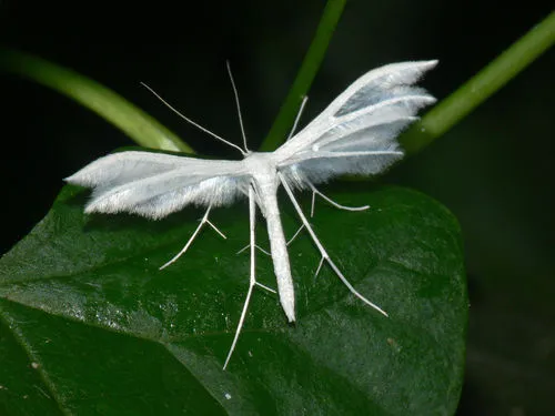 White Plume