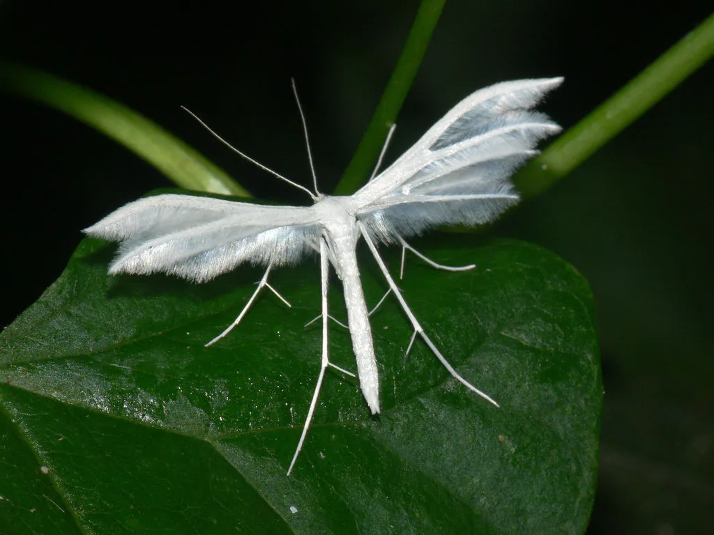 White Plume - photo 2