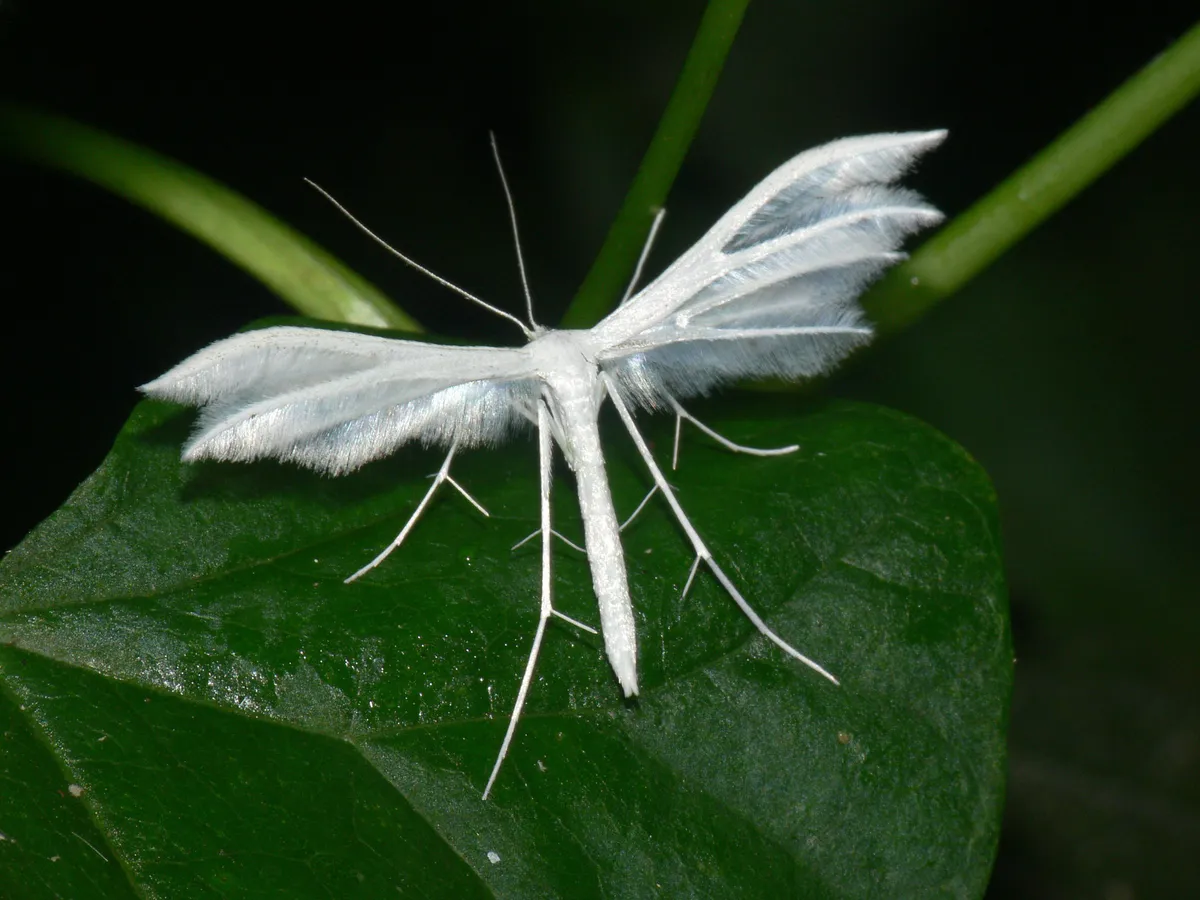 White Plume - photo 3