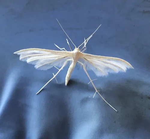 White Plume - photo 5