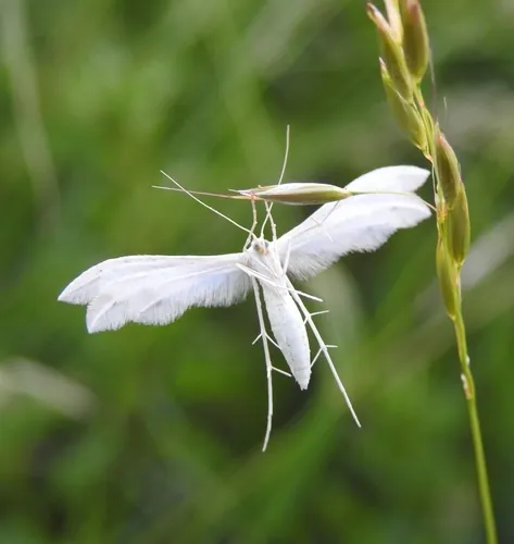 White Plume - photo 6