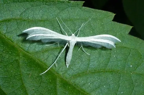 White Plume - photo 8
