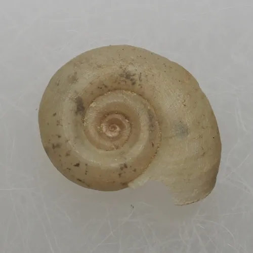 White Ramshorn