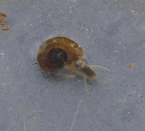 White Ramshorn - photo 2
